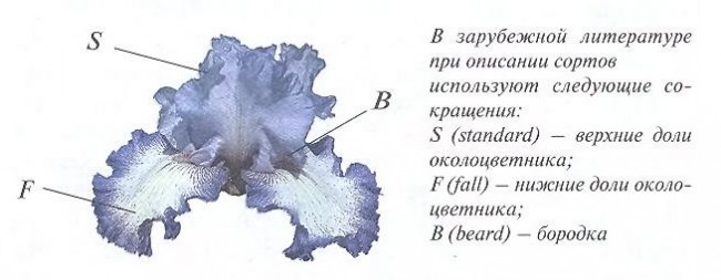 Iris květiny - schéma cizí struktury