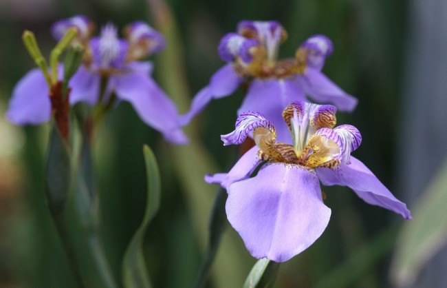 Iris květiny s světle purpurovými a tygřími okvětními lístky
