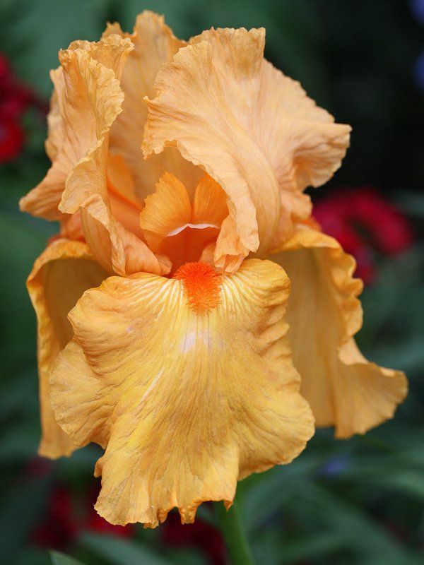 Iris jemné krémové barvy