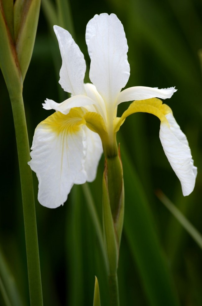 Iris odrůdy Snow Queen