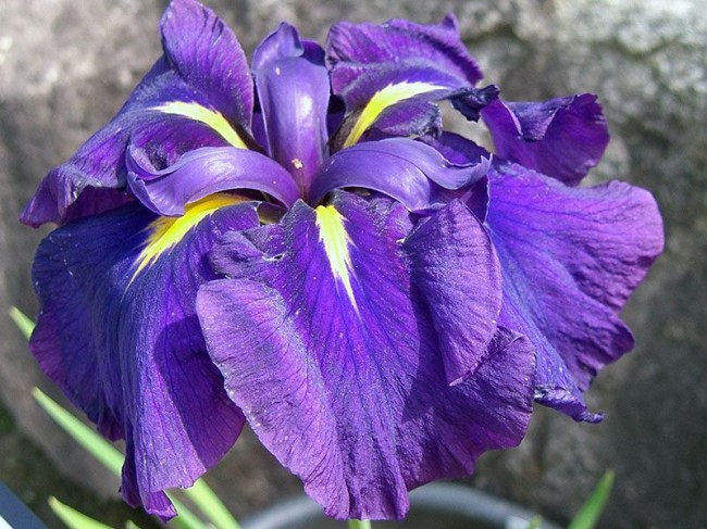 Iris žlutozelená Solveig