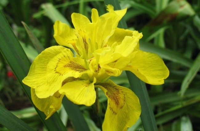 Iris odrůdy Flore Pleno
