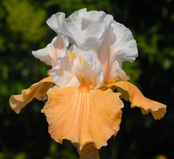 Iris krémový lalok nižšího okvětí