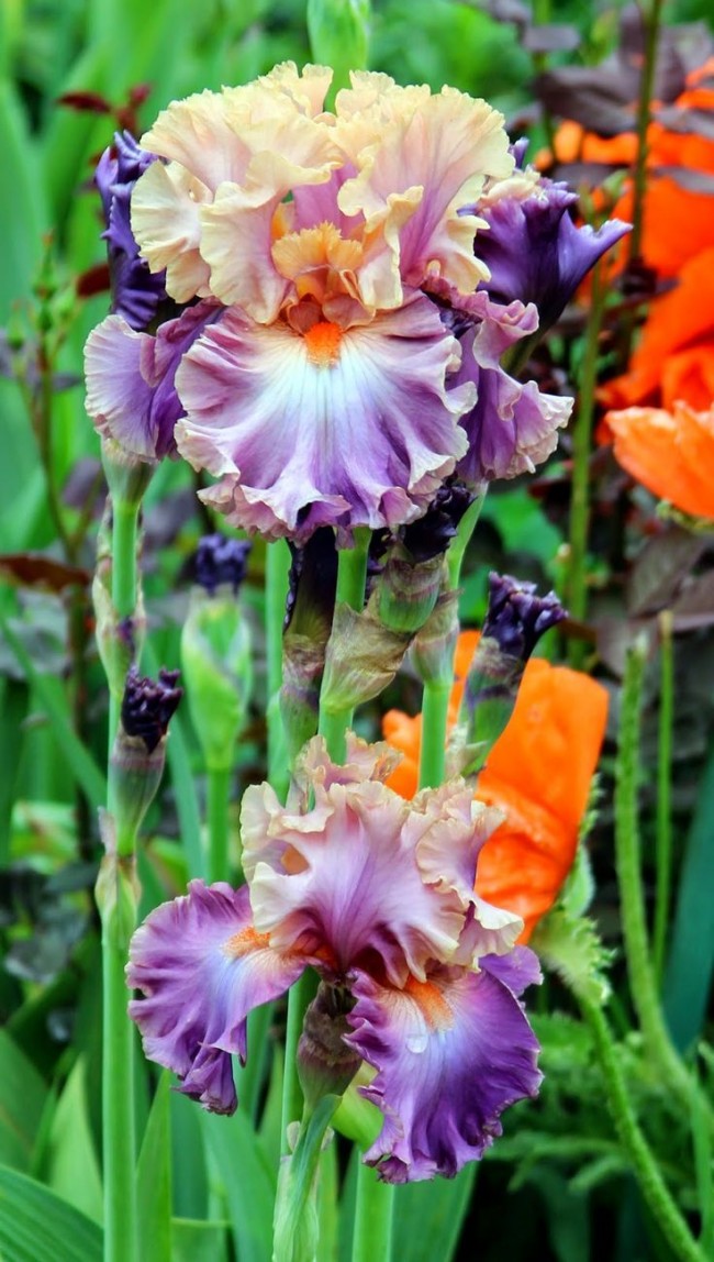 Iris květiny s vroubkovanými lístky