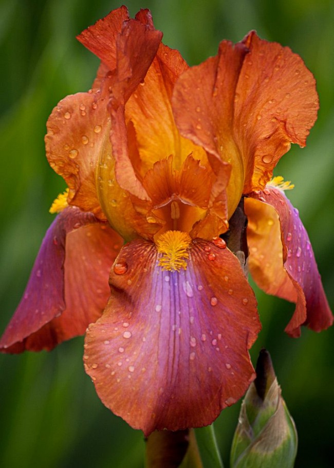 Iris přecházející ze žlutých do fialových odstínů