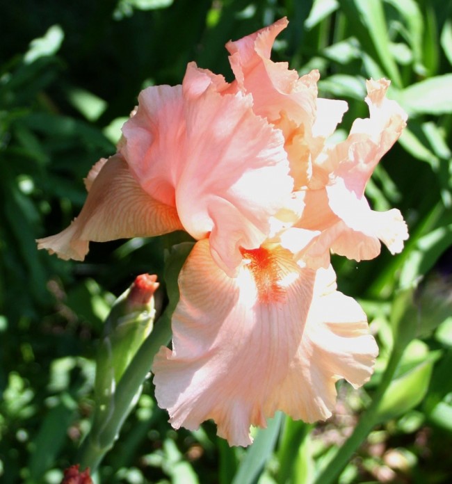 Světle růžová iris