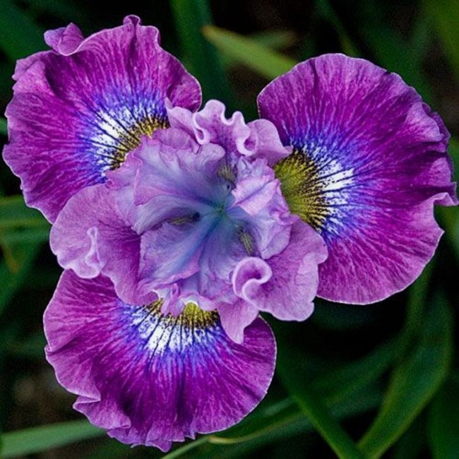 Irisové barvy různých odstínů fialové
