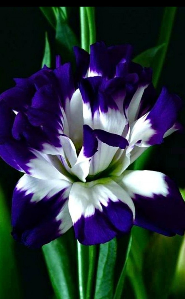 Iris s modrým okrajem a bílou perianthovou základnou