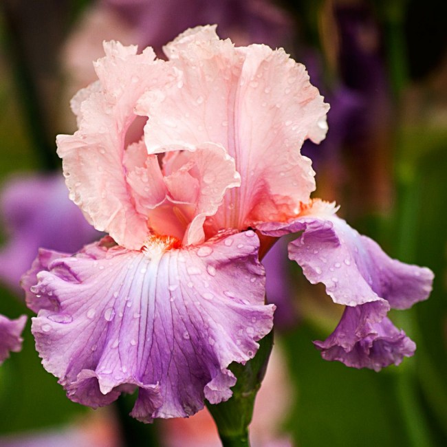 Iris růžovo-fialová