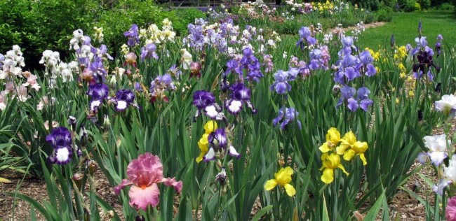 Iris květiny jsou nádherné květiny, které ozdobí každou zahradu
