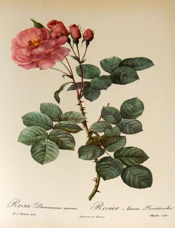 róża damasceńska kategoria botaniczna