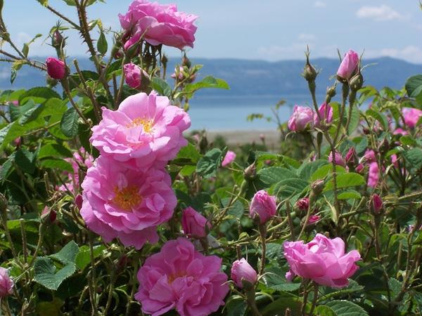 róża damasceńska olejek z róży bułgarskiej