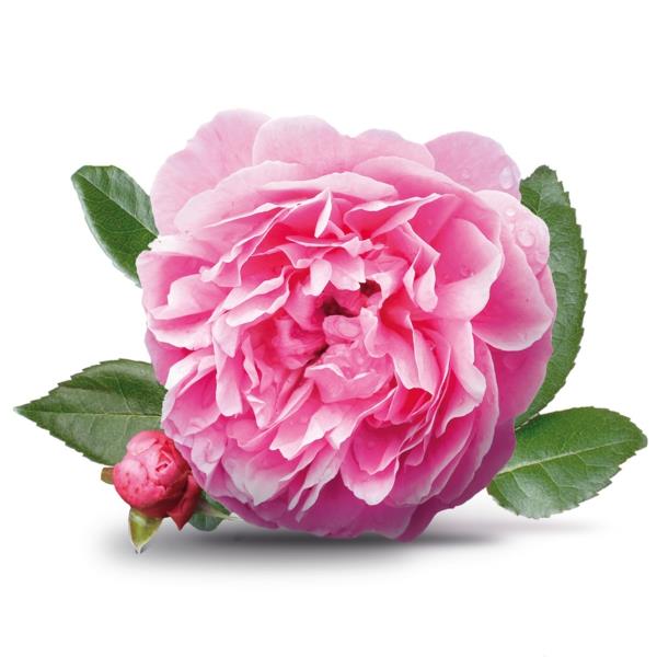świeży kwiat róży damasceńskiej