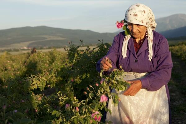 tradycyjne zbiory róży damasceńskiej