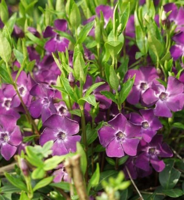 le petit couvre-sol fleuri à feuilles persistantes vinca minor