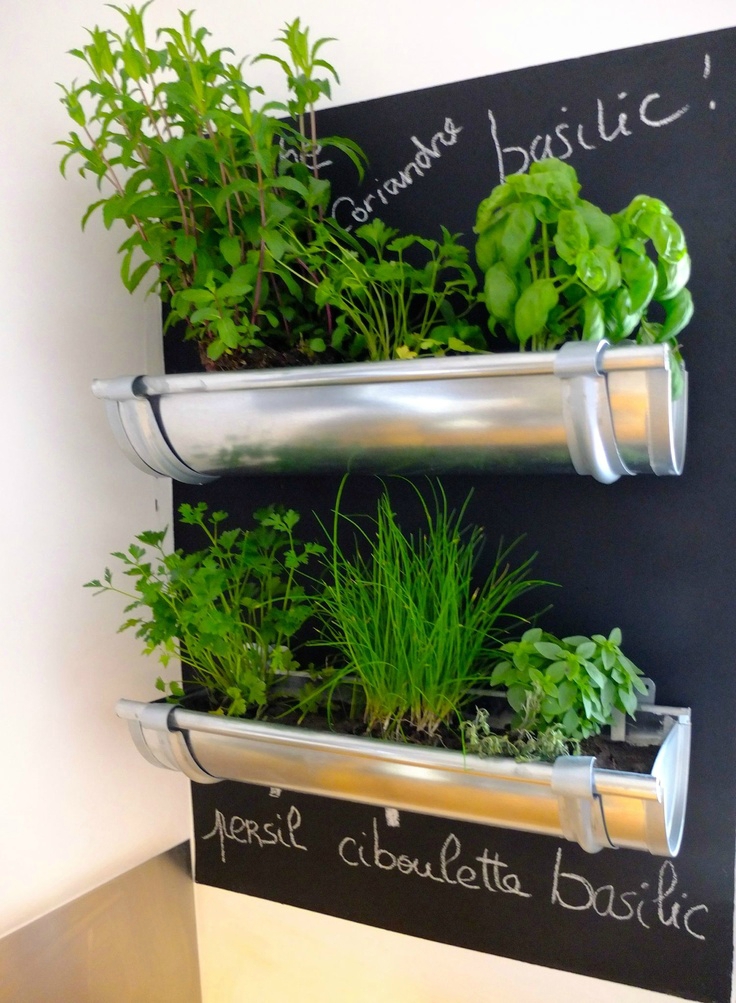 يمكن زراعة الخضر في المطبخ! صديقة للبيئة ، خضراء وخلاقة للغاية