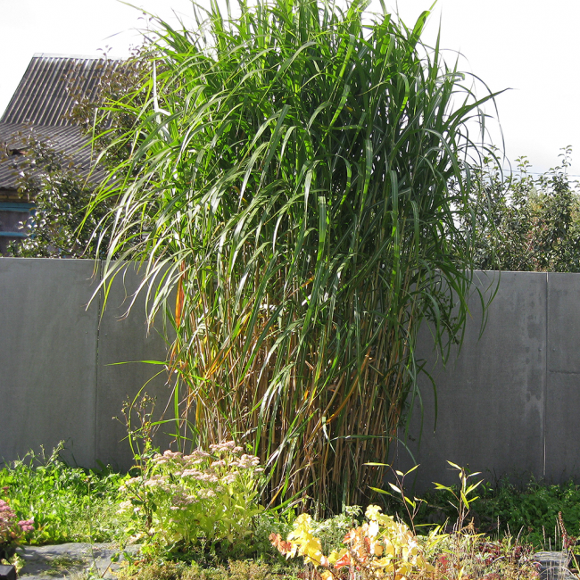 Doporučuje se zasadit vysoký miscanthus u živého plotu, aby neblokoval slunce květinami.