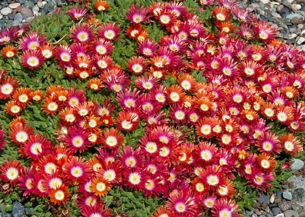 couvre-sol fleuri delosperma