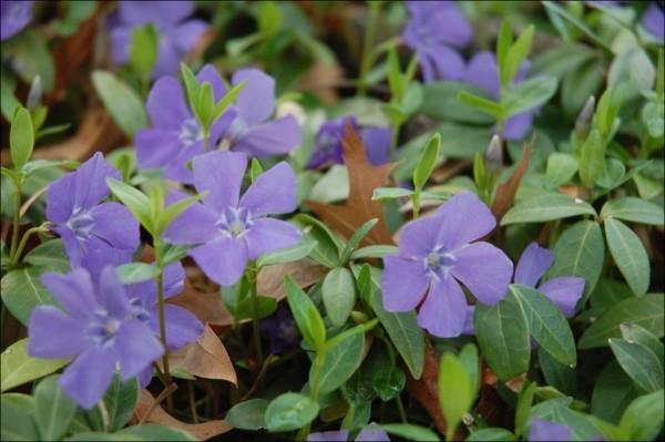 la taille du couvre-sol fleuri à feuilles persistantes de vinca major