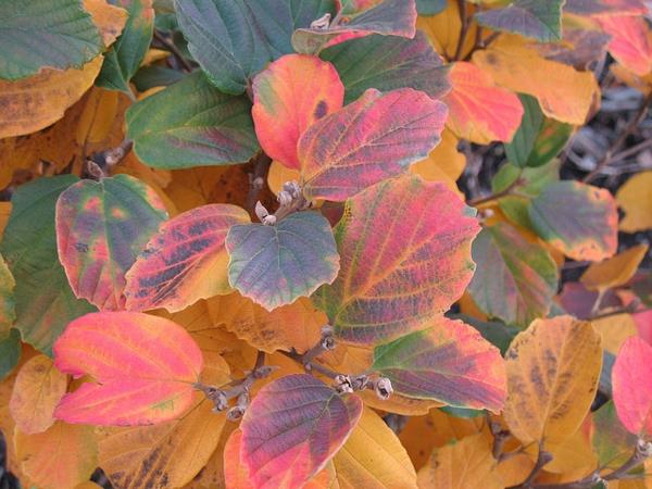 krzew karłowaty kolorowe jesienne liście