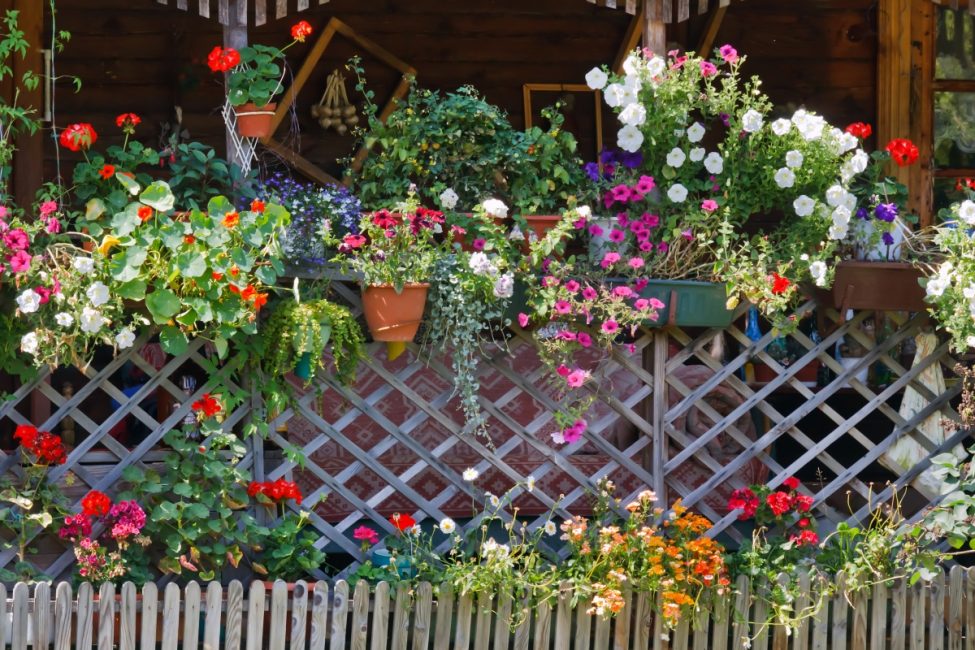 Красива жива ограда, украсена с цветя