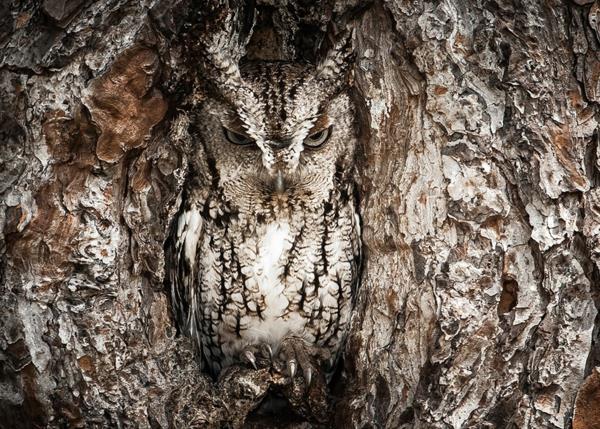 le hibou arbre méconnaissable