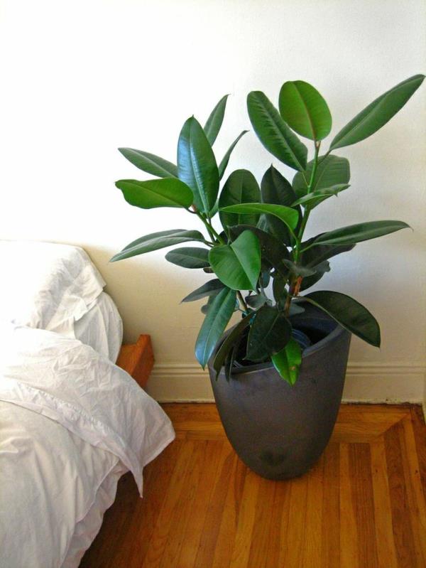 les plantes d'intérieur les plus populaires ficus elastica gum tree