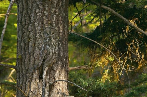la chouette faune