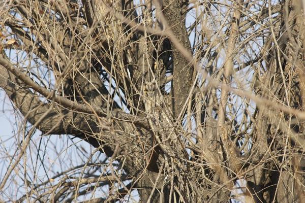 les branches de hibou se cachent