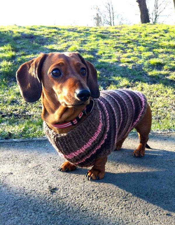 projekty diy zakładające jamniki robiące na drutach własne pomysły na sweterki dla psów