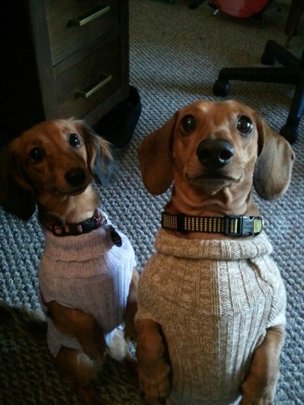 Projekty diy zwierzęta domowe dzianiny swetry dla psów samemu!