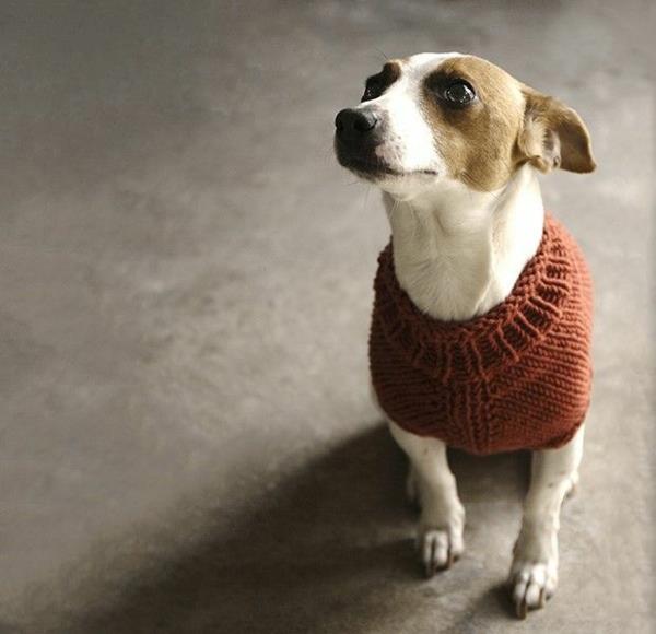 Projekty diy dziewiarskie swetry dla psów samemu akcesoria psy