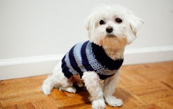 Projekty diy dziewiarskie swetry dla psów same w niebieskie paski!