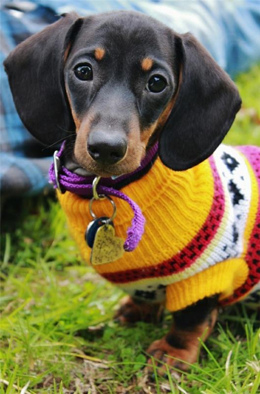 projekty diy robienie na drutach własnego swetra dla psa załóż żółtego jamnika