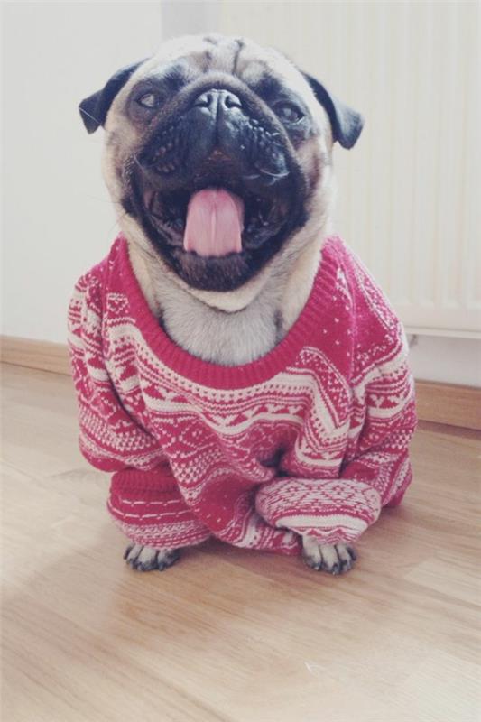 Projekty diy dziewiarskie swetry dla psów samemu ubranka dla psów!