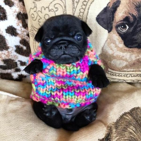 Projekty diy swetry dla psów dzianiny w jasnych kolorach!