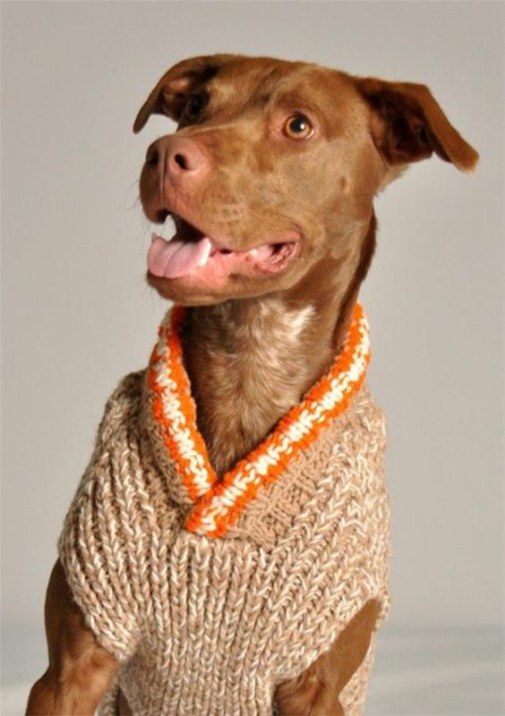 Projekty diy zrób sobie swetry dla psa z kołnierzem