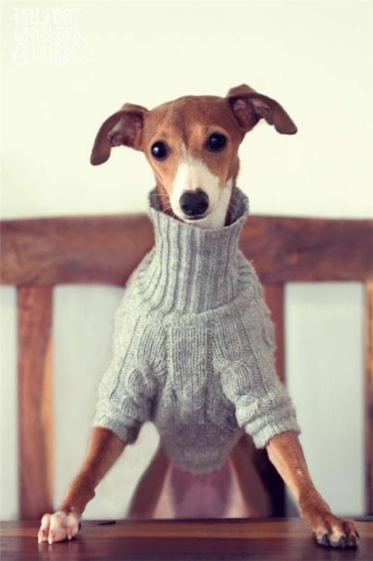 Projekty diy zrób sobie swetry dla psów z golfami