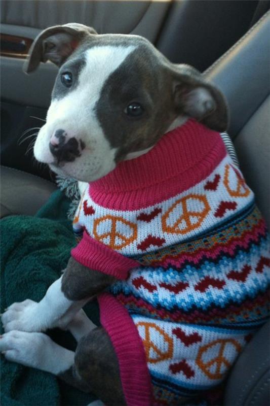 diy projekty sweter dla psa wzór na drutach znak pokoju