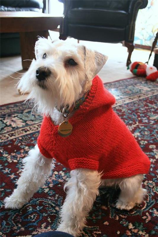 projekty diy zrób własny sweter dla psa czerwony z kapturem