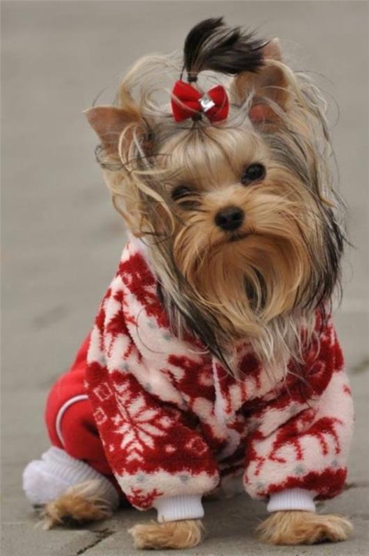 Projekty diy dziewiarskie swetry dla psów same w sobie czerwone białe!