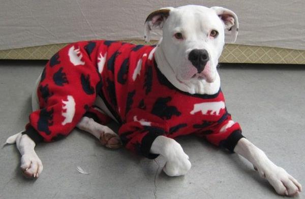 diy projekty robienia na drutach swetrów dla psów sam w sobie piżamę