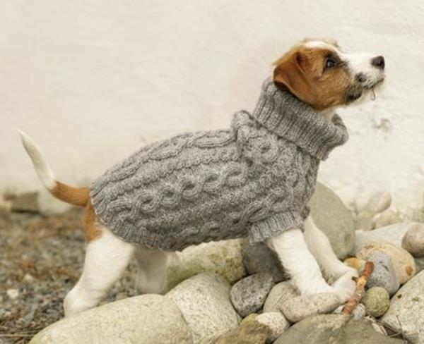 diy projekty swetry dla psów, aby się ogrzać!