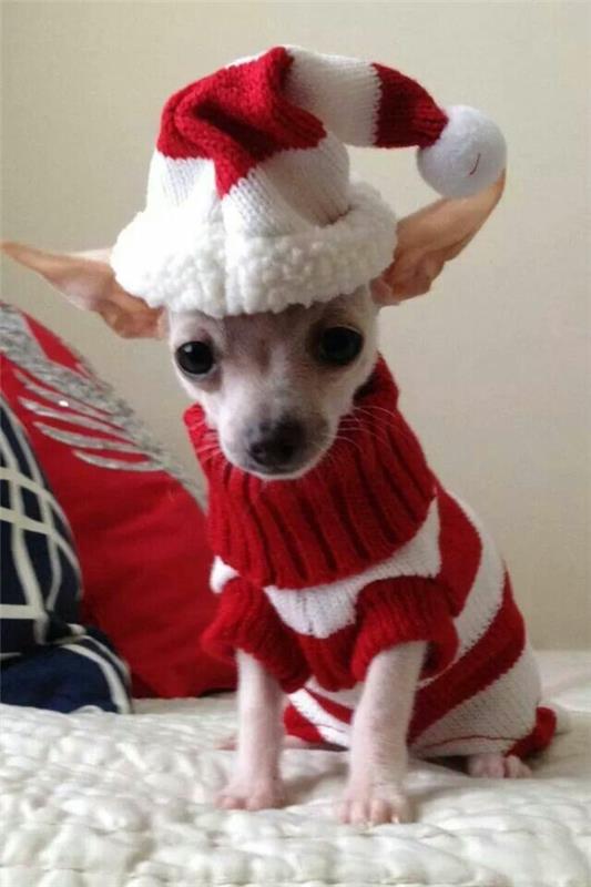 projekty diy samodzielnie na drutach swetry dla psa na święta