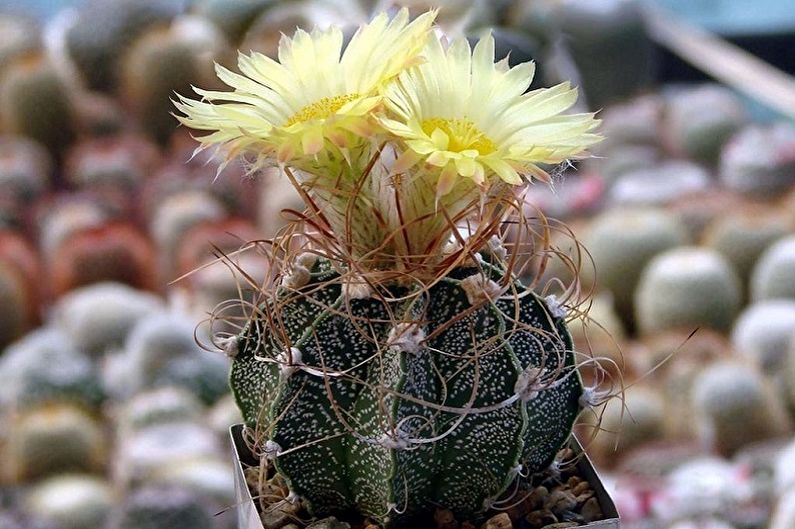 المنزل الصبار - Astrophytum