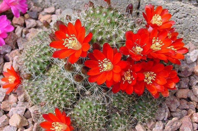 الصفحة الرئيسية الصبار - Rebutia