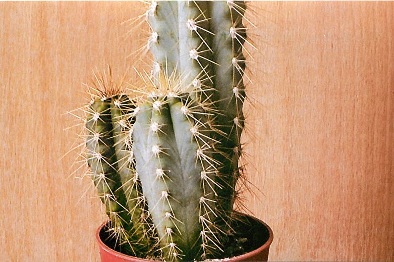 المنزل الصبار - Trichocereus