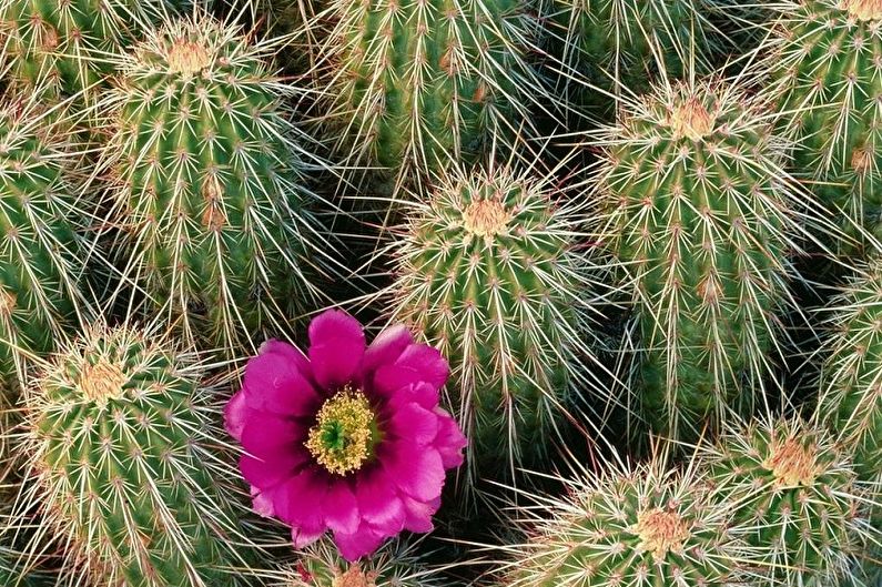 المنزل الصبار - Echinocereus