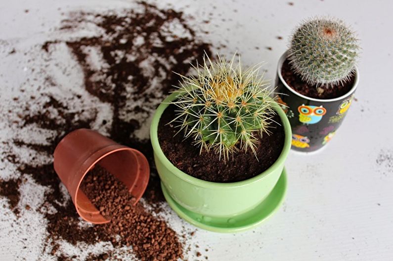 Home Cacti (90 صورة): أنواع ، رعاية وسقي