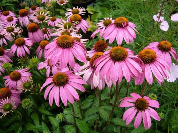 echinacea roślina purpurea magnus